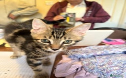 Mixed Breed cats for sale: 4 stunning kittens looking for their forever home. - Image 35