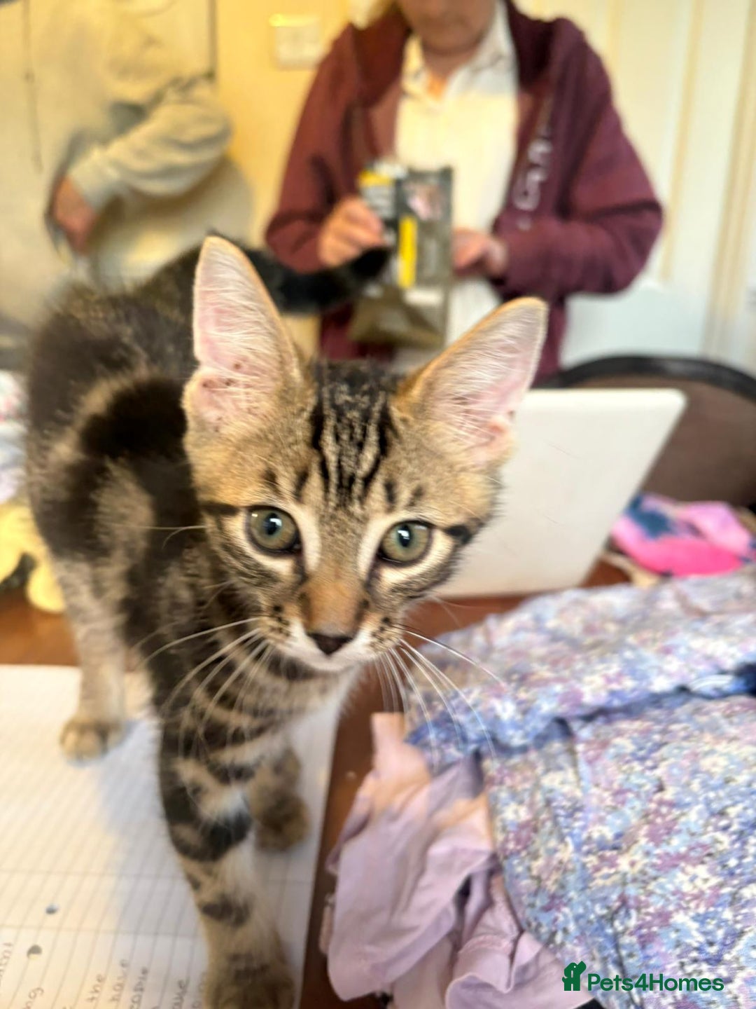 Mixed Breed cats for sale: 4 stunning kittens looking for their forever home. - Image 35