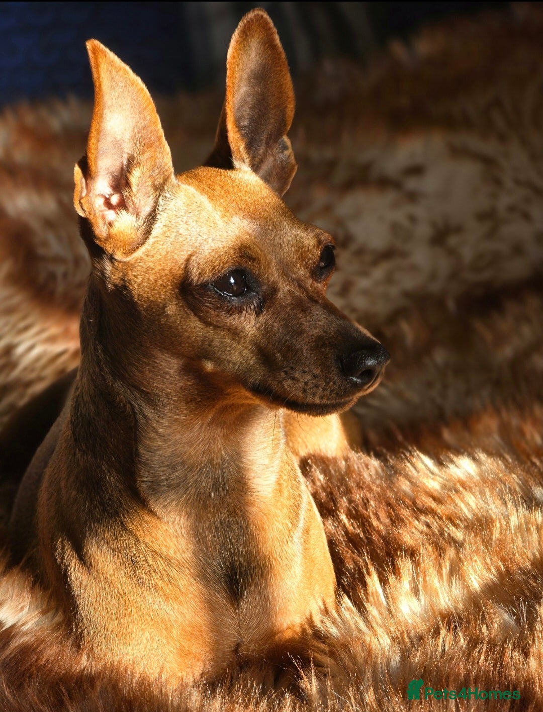 Miniature Pinscher dogs Bambi - Advert 1