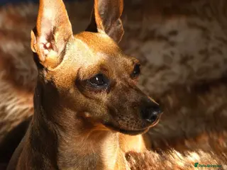 Miniature Pinscher dogs Bambi - Advert 1