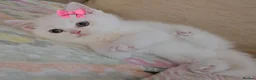 Scottish Fold cats for sale: Scottish straight kitten for sale  in Leeds - Advert 10