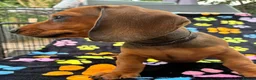 Dachshund dogs for sale: Dachshund Puppies ready for their forever homes - Advert 36