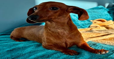 Miniature Dachshund dogs Britney - miniature Dachshund - Advert 5
