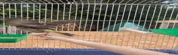 Mixed Breed birds for sale: Goldfinch x siskin  in Southampton - Advert 4