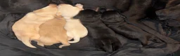 Labrador Retriever dogs for sale: KC Labrador Pups, Champion Line, Health Tested - Advert 1
