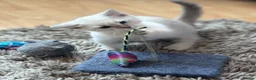 Munchkin cats for sale: Stunning short legged munchkin kitten - Advert 6
