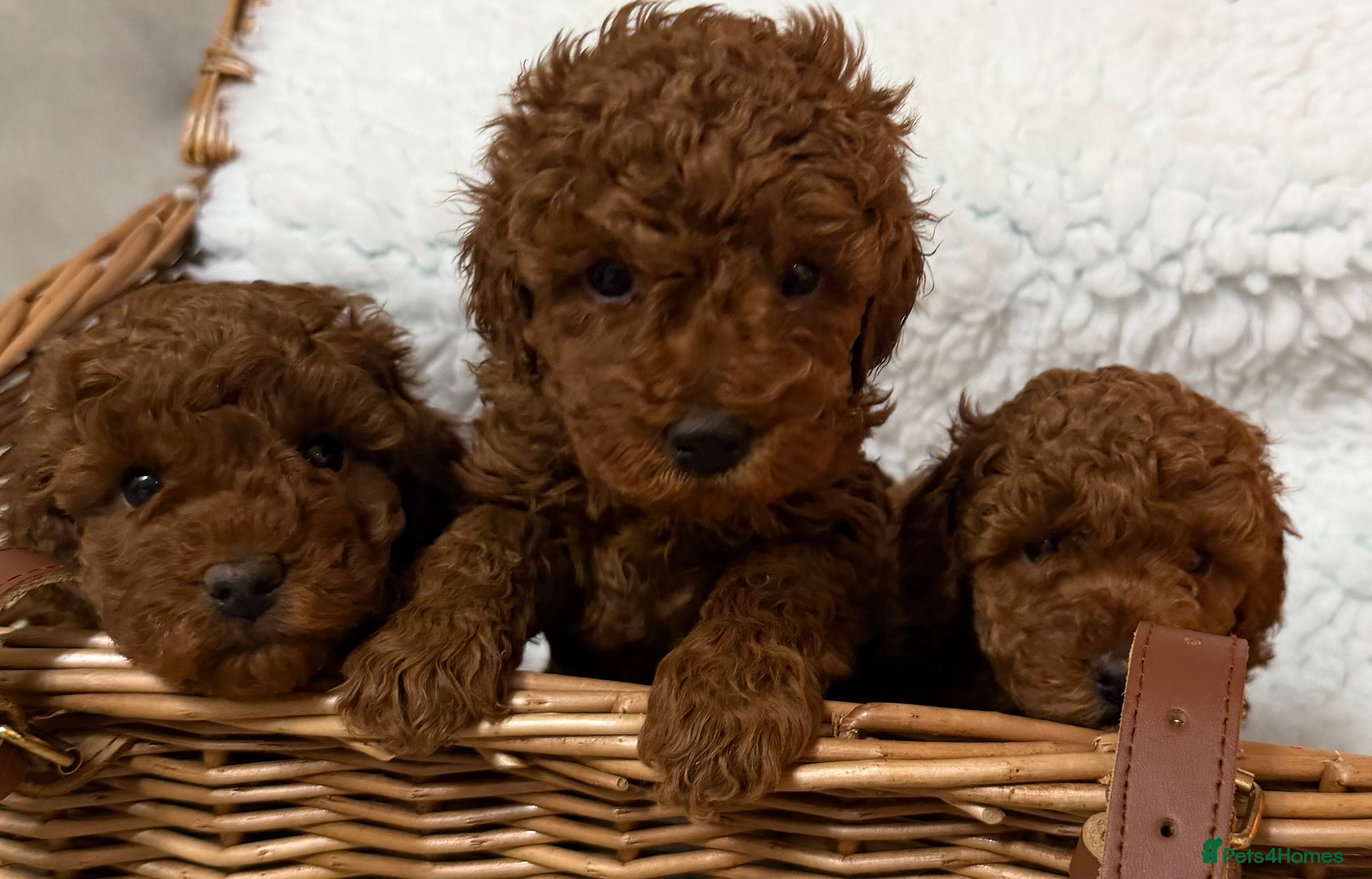 Toy Poodle dogs Stunning Deep Red Toy poodle puppies  - Advert 7