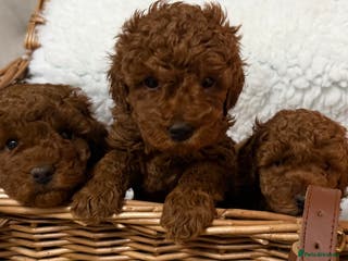 Toy Poodle dogs Stunning Deep Red Toy poodle puppies - Advert 13
