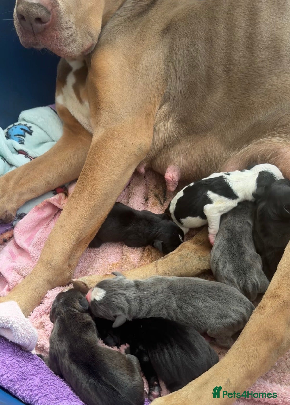 Mixed Breed dogs Cane corso x presa - Advert 1