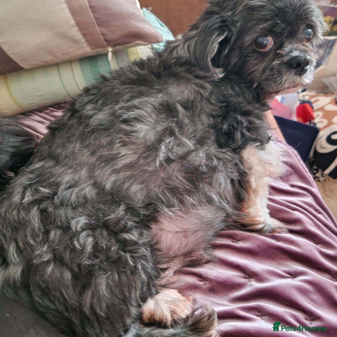 Mixed Breed dogs for sale: Schweenie pups - Advert 8