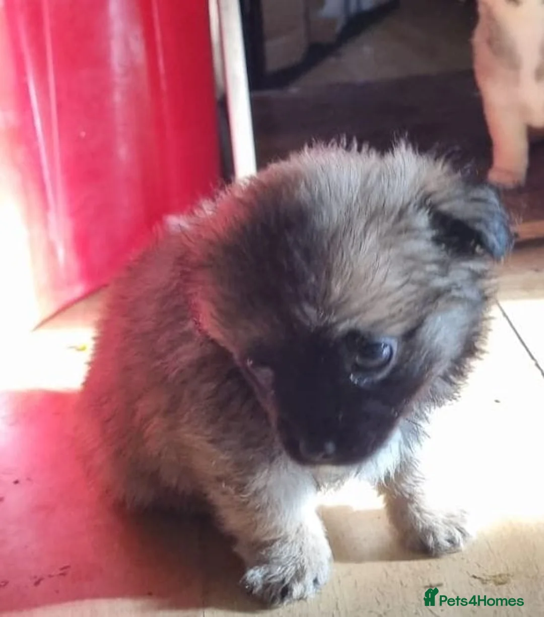 Chihuahua dogs for sale: Chihuahua pups - Advert 7