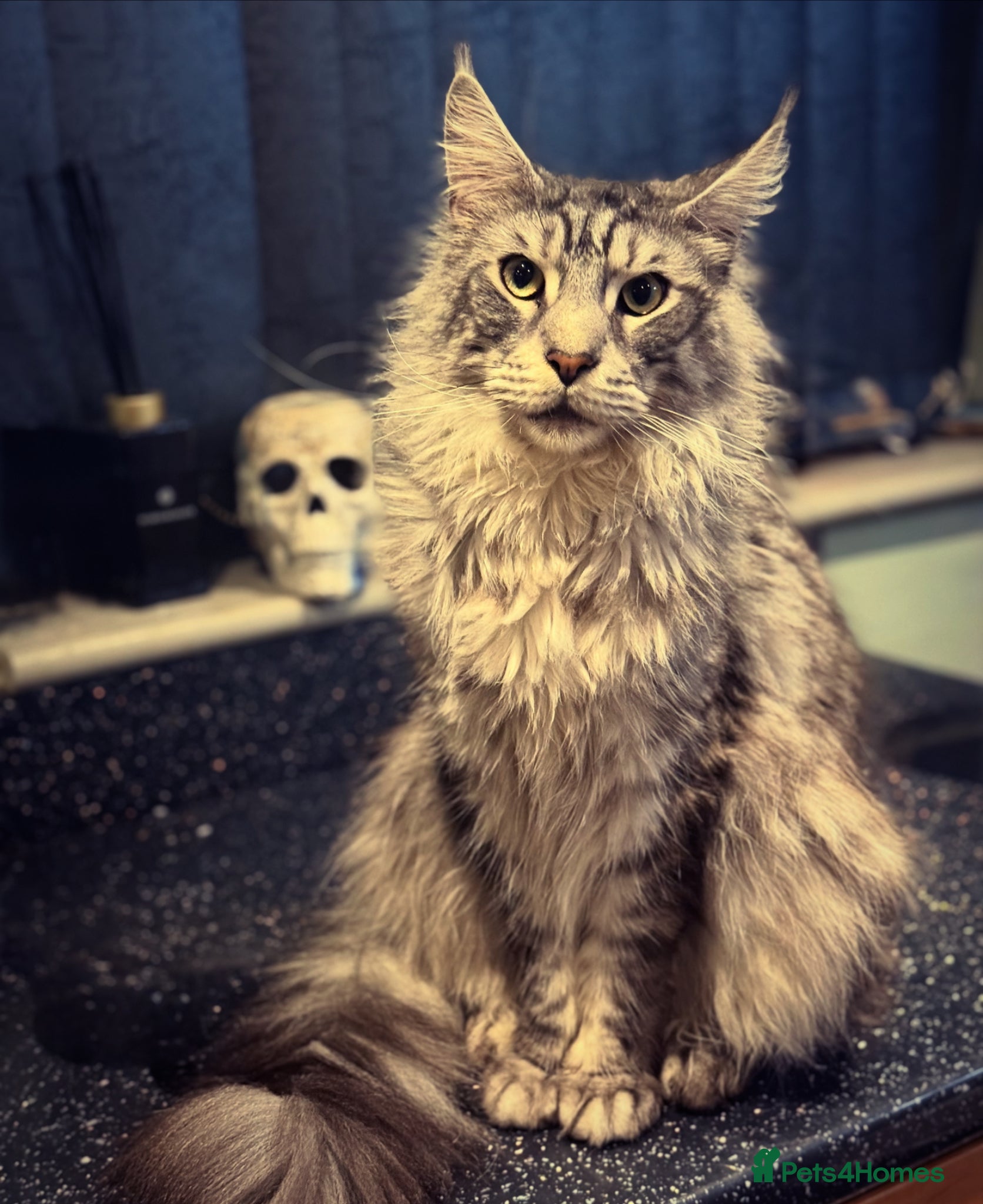 Maine Coon cats Needs loving home  - Advert 2