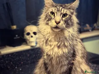 Maine Coon cats Needs loving home - Advert 2