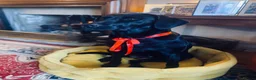 Labrador Retriever dogs for sale: Black Labrador Puppy - Loving Family Companion in Beaminster - Advert 4