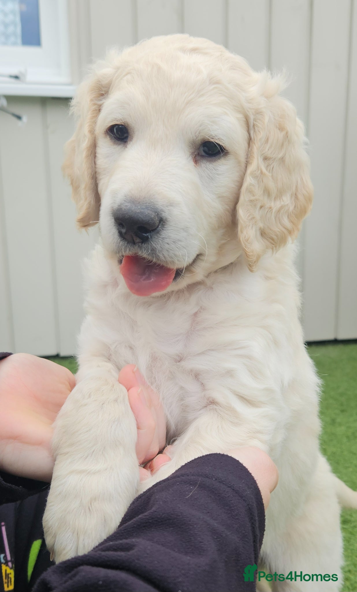 Double Doodle dogs Double Doodle Puppies (Hypoallergenic) - Advert 1