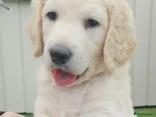 Double Doodle dogs Double Doodle Puppies (Hypoallergenic) - Advert 14