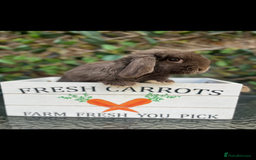 Mini Lop rabbits for sale: Outstanding mini lop litter - Advert 14