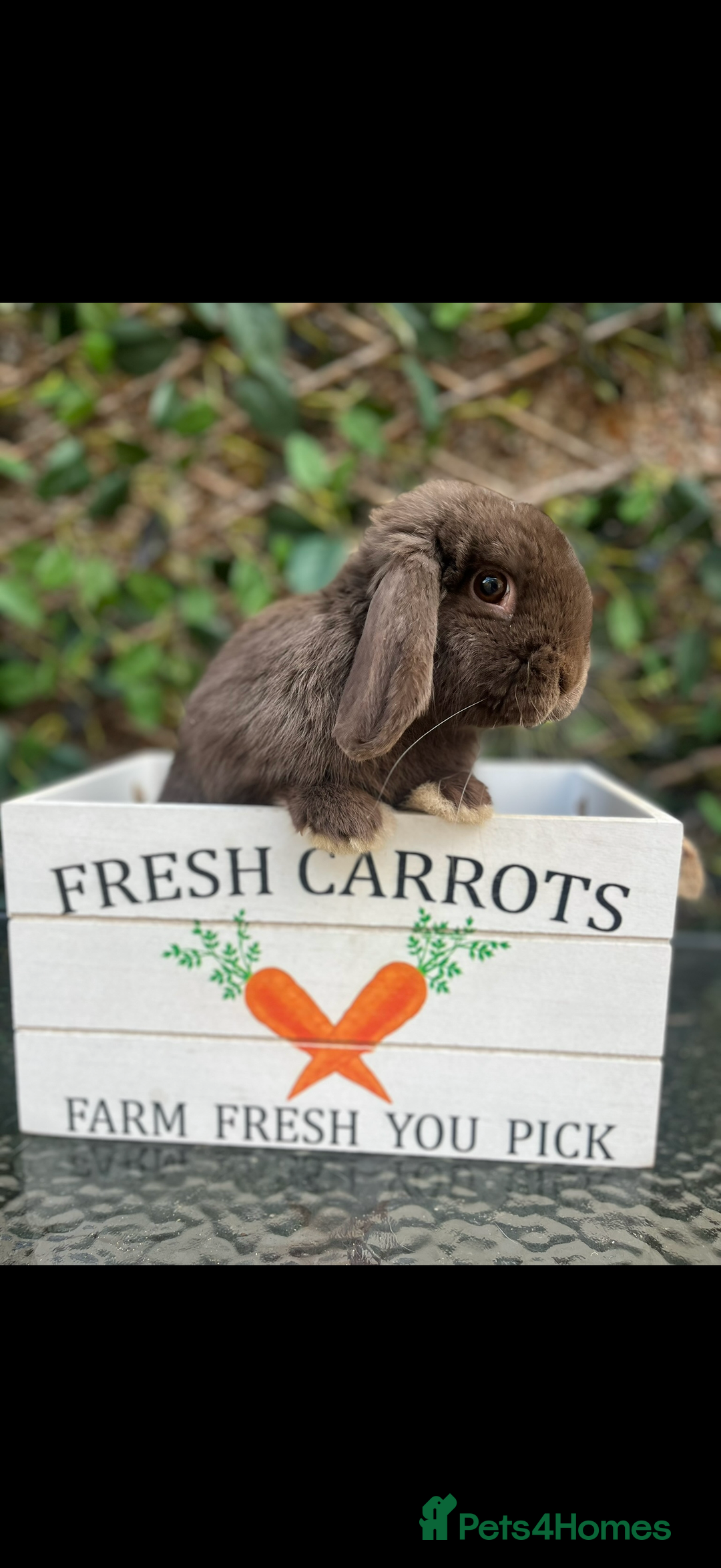 Mini Lop rabbits for sale: Outstanding mini lop litter - Advert 14