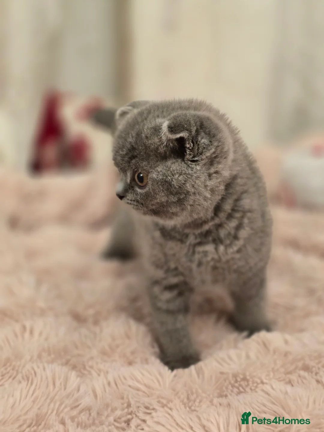 British Shorthair cats for sale: Bsh last male in Sheerness - Advert 3