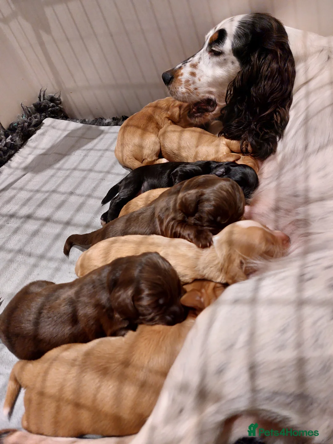 Cocker Spaniel dogs for sale: Cocker Spaniel Pups - Advert 3