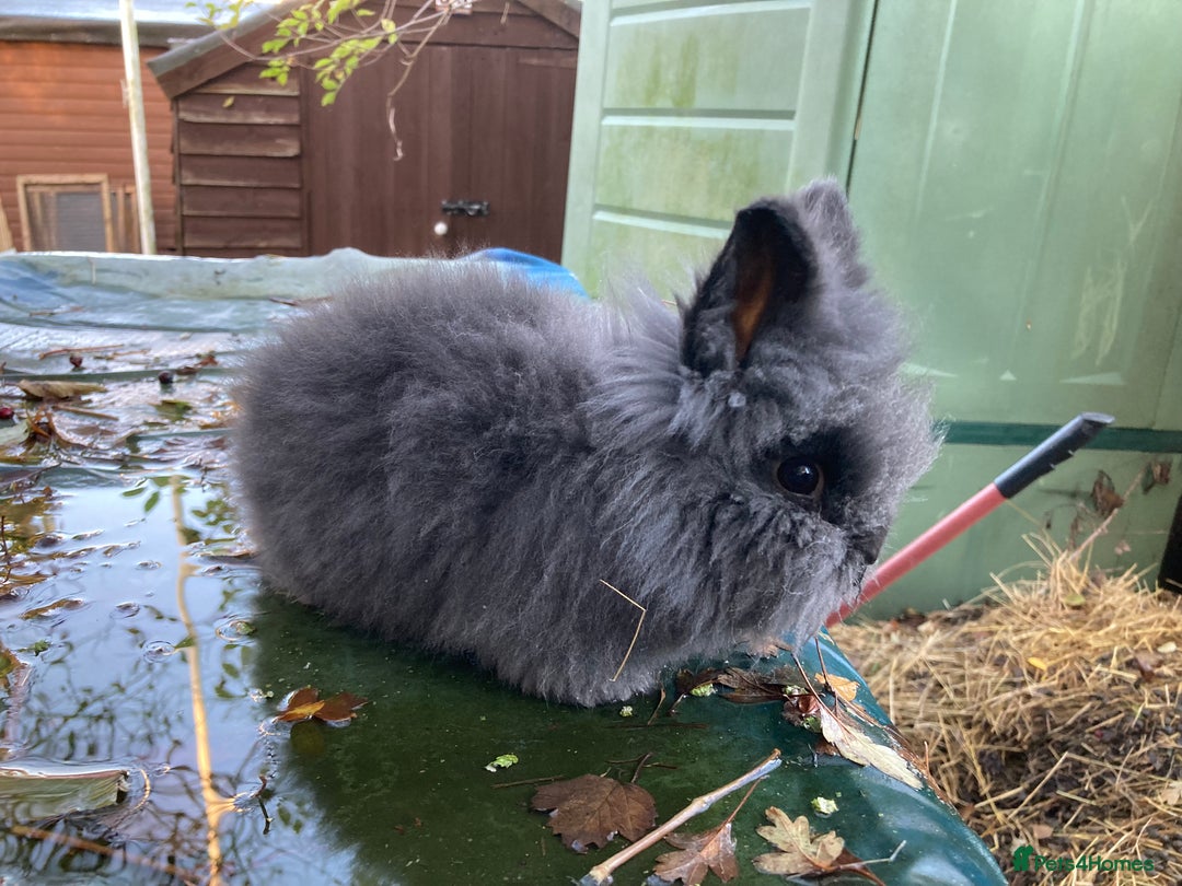 Lionhead rabbits for sale: Last 2 lionhead baby boys - Advert 9