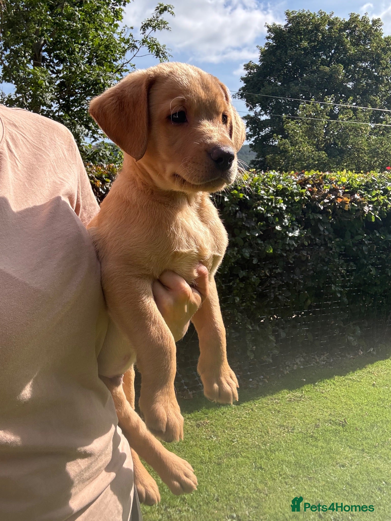 Labrador Retriever dogs Dreamy Vet Checked KC Labrador Puppy Ready now - Advert 1