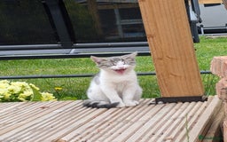 Domestic Shorthair cats for sale: Tabby Kitten - Image 3