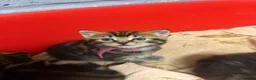 Mixed Breed cats for sale: 2 female tabbies  in Wymondham - Advert 5