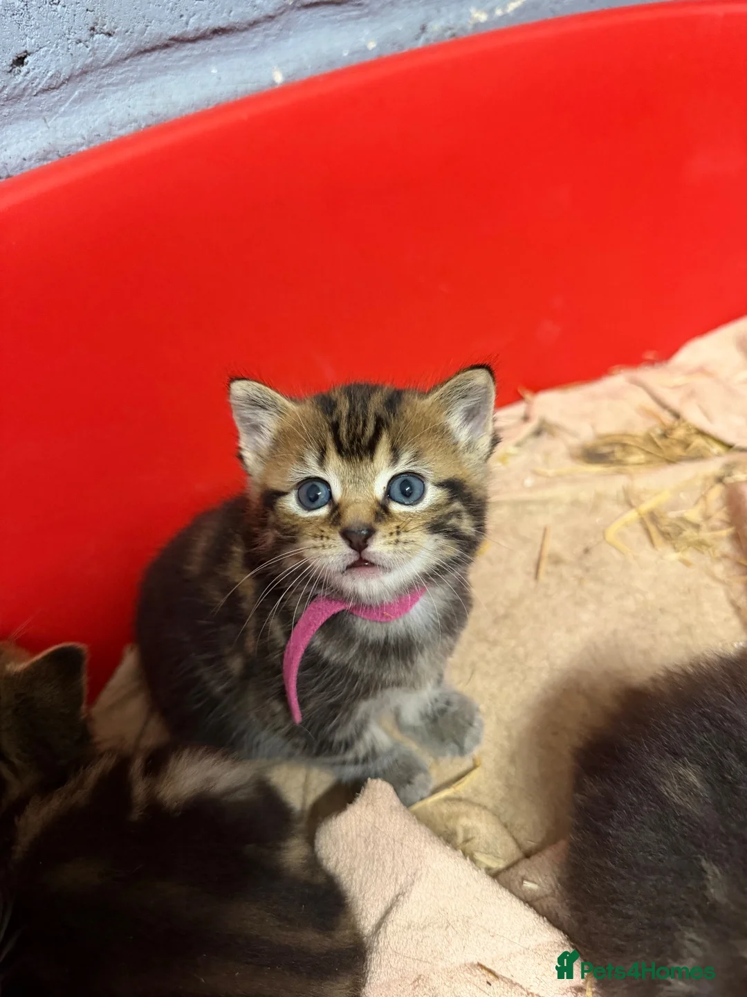 Mixed Breed cats for sale: 2 female tabbies  in Wymondham - Advert 5
