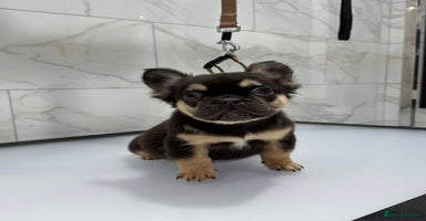 French Bulldog dogs - Advert 2
