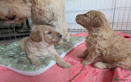 Labradoodle dogs for sale: Stunning F1B mini labradoodles *1 girl, 1 boy* - Image 9