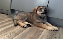 Mixed Breed dogs for sale: German Shepherd x Rottweiler puppies | READY TO GO - Image 11