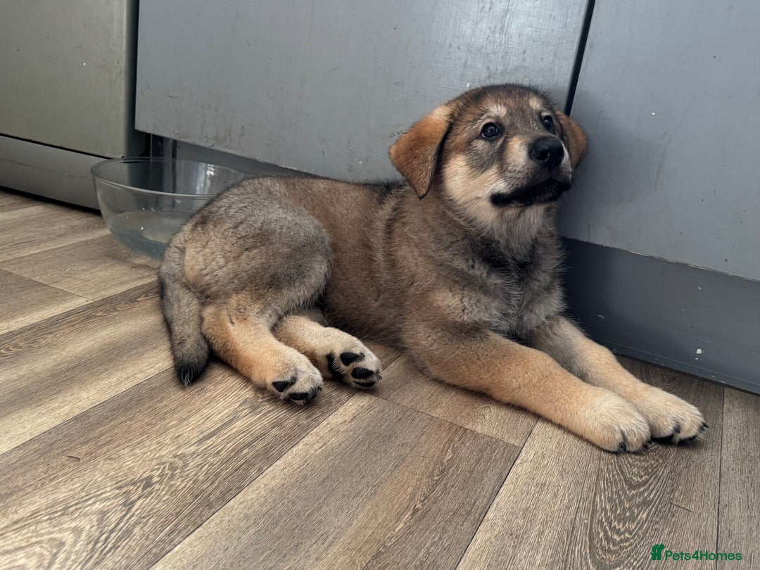 Mixed Breed dogs for sale: German Shepherd x Rottweiler puppies | READY TO GO - Image 11