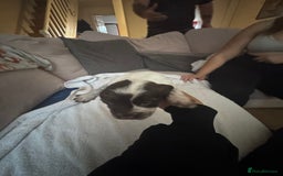 Cocker Spaniel dogs for sale: Cocker spaniel Puppies  - Advert 21