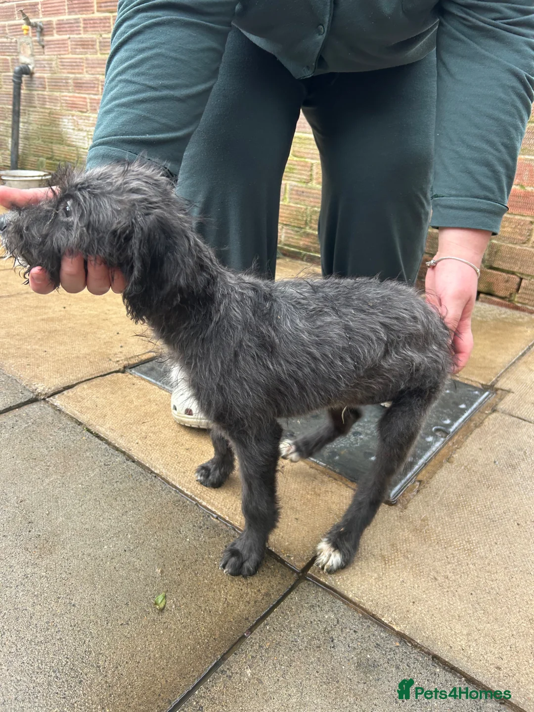 Mixed Breed dogs for sale: Lurcher Pups Last 2 £300 - Advert 15