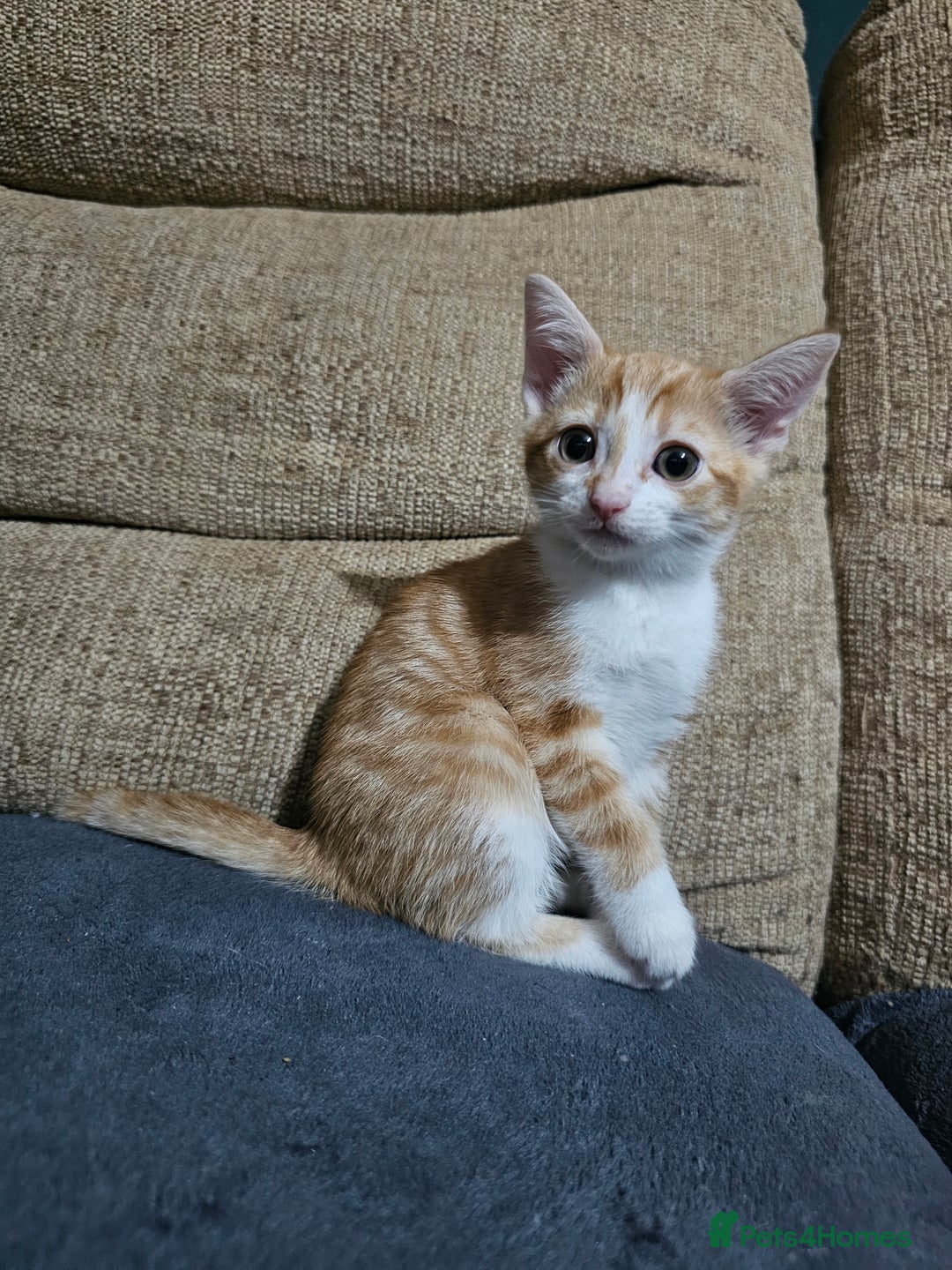 Mixed Breed cats for sale: Beautiful kittens available for sale - Advert 19