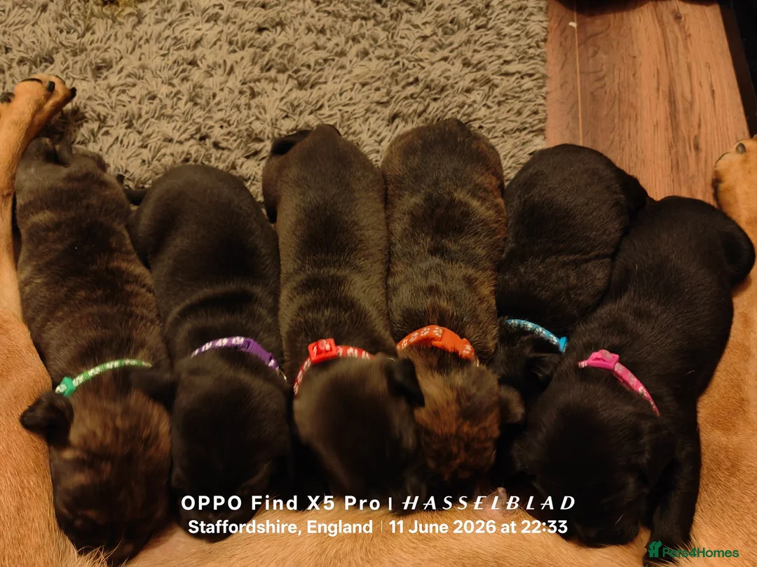 Mixed Breed dogs for sale: English mastiff x french mastiff x Staffy - Advert 18