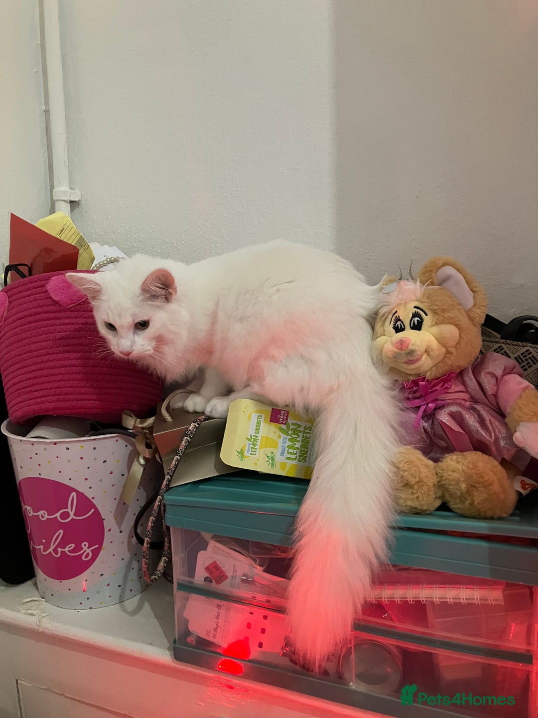 Turkish Angora cats for sale: Male kitten  - Advert 1