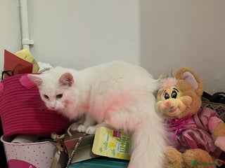 Turkish Angora cats Male kitten - Advert 1
