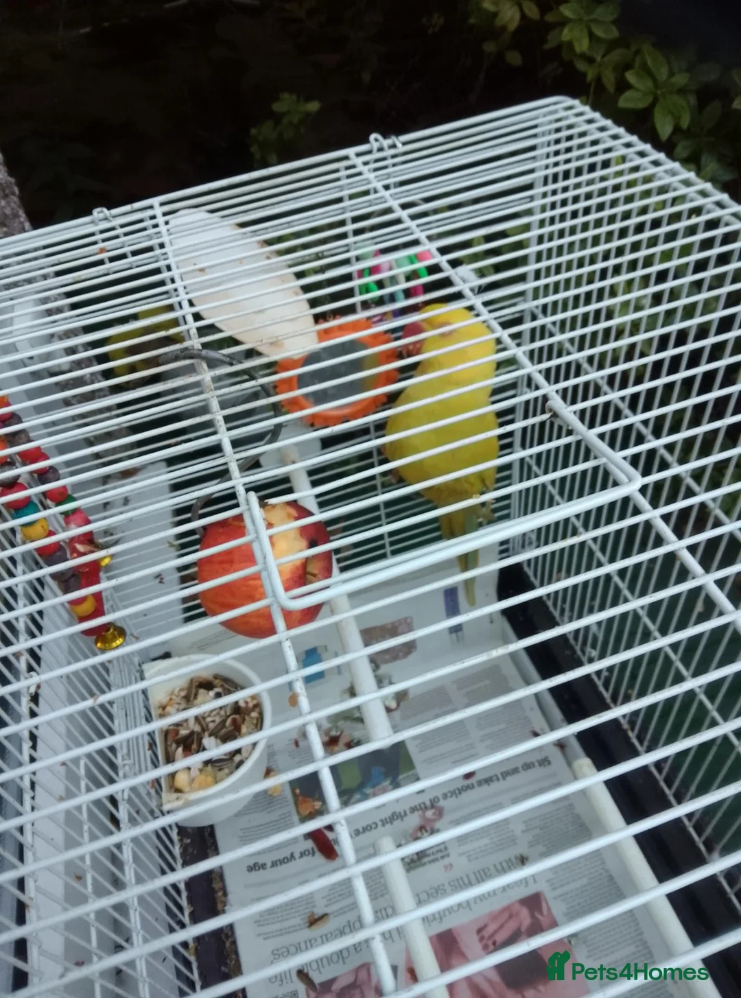 Ringnecks birds for sale: Indian ring nick in Birmingham - Advert 3