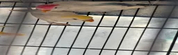 Lovebirds birds for sale: Pale Fallow Lovebirds  - Advert 4