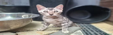 Blue silver spotted boy