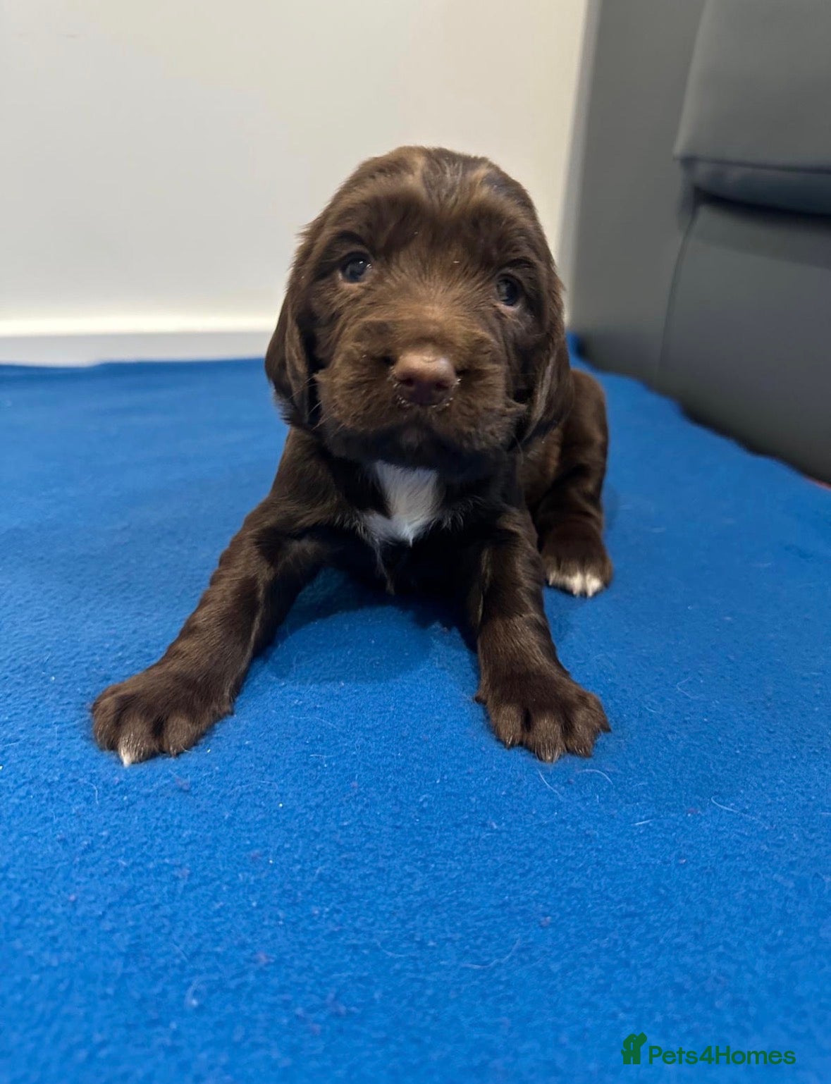 Sprocker dogs Fully Health Tested Sprocker Puppies  - Advert 7