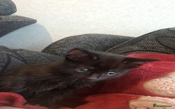 Mixed Breed cats for sale: Kittens for sale  - Advert 7