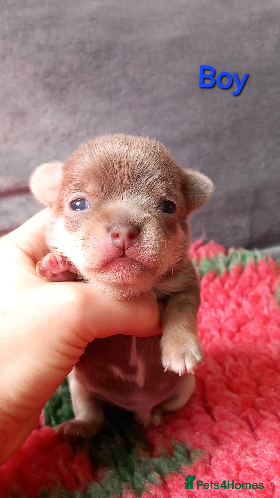 Chihuahua dogs ❤️‍🔥Dna tested parents❤️‍🔥1 Girl 1 Boys - Advert 6