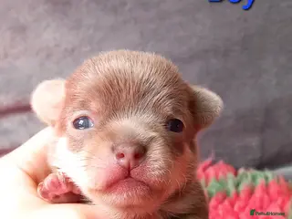 Chihuahua dogs ❤️🔥Dna tested parents❤️🔥1 Girl 1 Boys - Advert 6