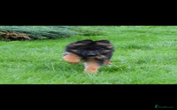 German Shepherd dogs for sale: German Shepherd pups  - Image 5