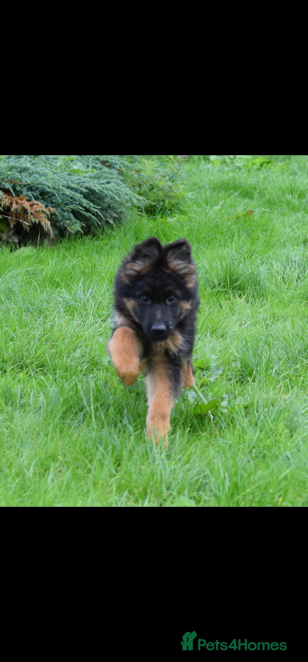 German Shepherd dogs for sale: German Shepherd pups  - Image 5