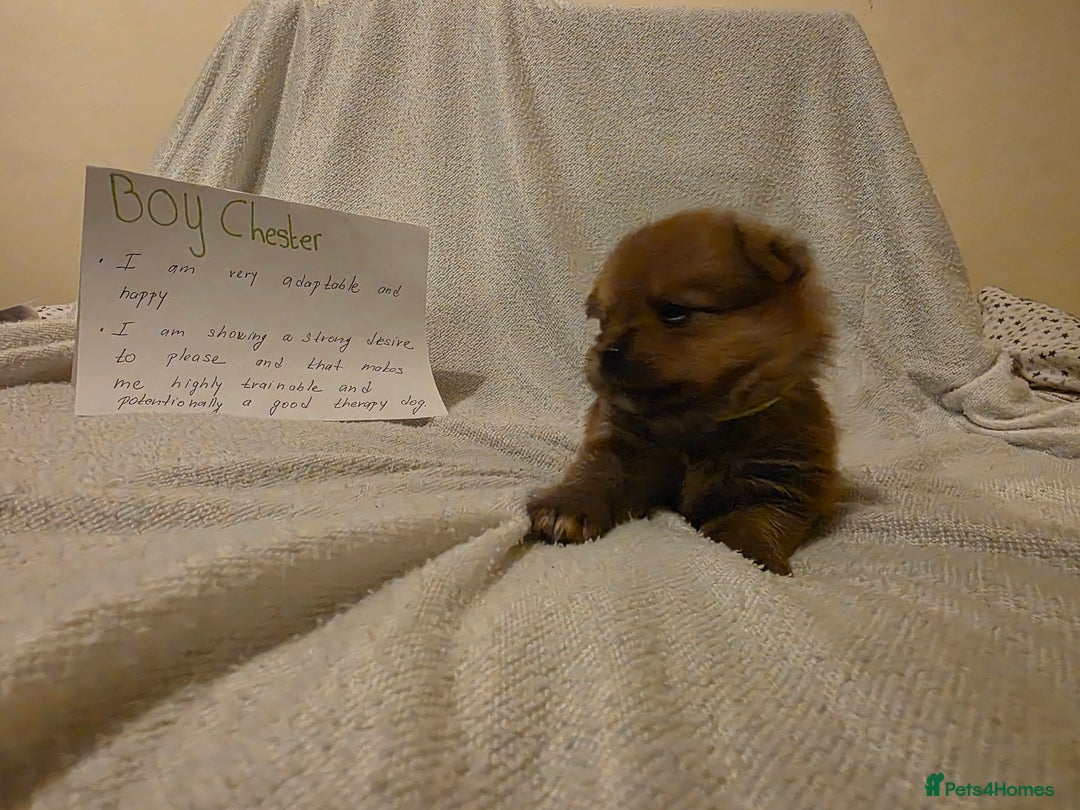 Mixed Breed dogs for sale: Yorkie-pom puppies  - Image 13