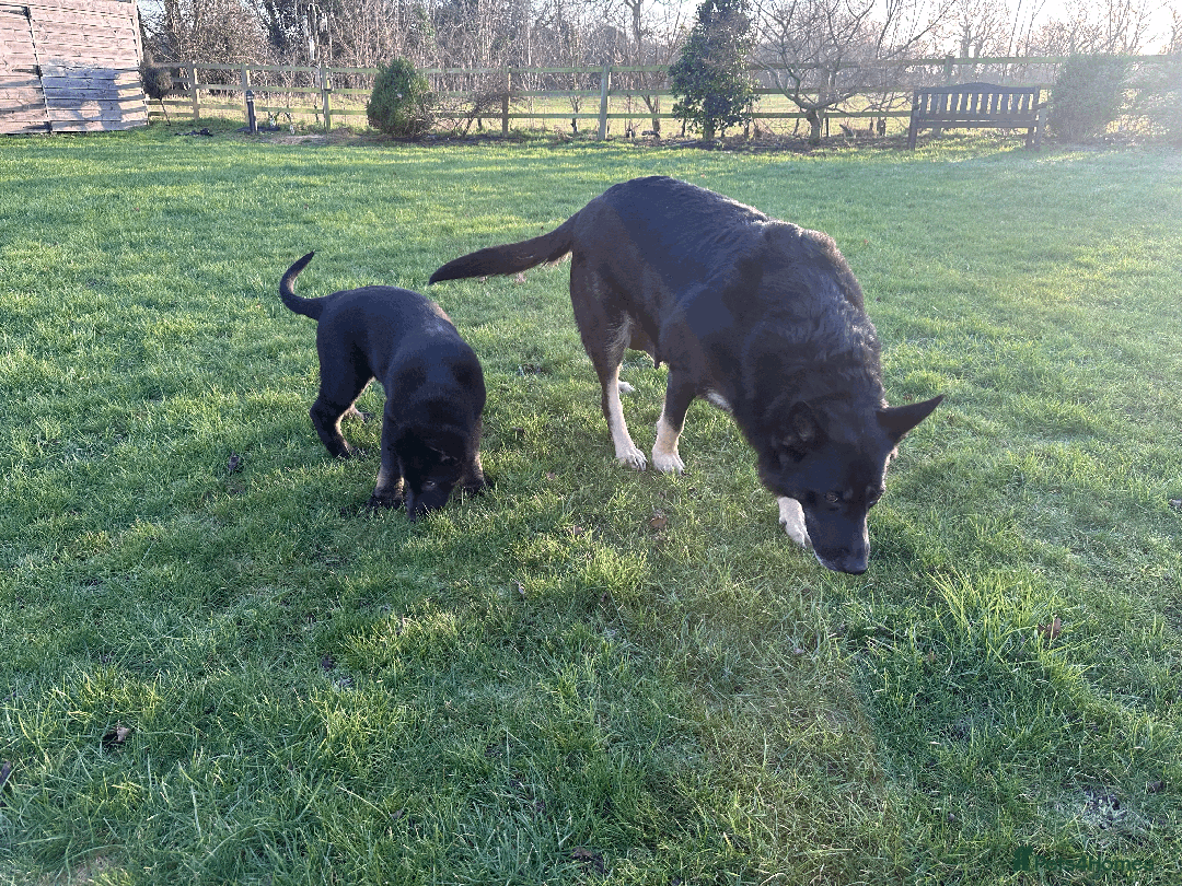 German Shepherd dogs for sale: ONE EXCLUSIVE FEMALE GSD PUP, HOME RARED AND BRED. - Advert 29